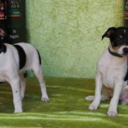 Dansk svensk gaardhund Trille