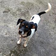 Dansk svensk gaardhund Trille