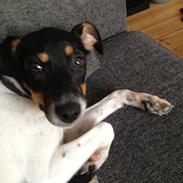 Dansk svensk gaardhund Trille