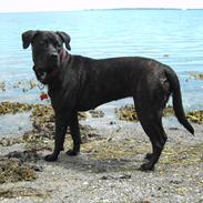 Blanding af racer Dabbie