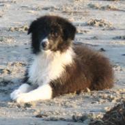 Border collie Soulshocks Sally