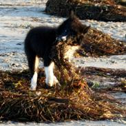 Border collie Soulshocks Sally