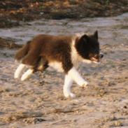 Border collie Soulshocks Sally