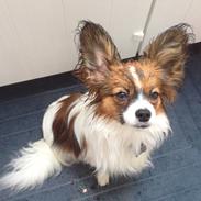 Papillon Baily