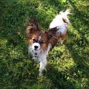 Papillon Baily