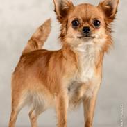 Chihuahua Rike von Rosenranch *trille*