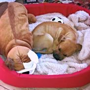 Blanding af racer Kovu