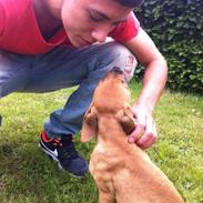 Blanding af racer Kovu