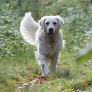 Golden retriever Lapija's Apollo "Flemming"