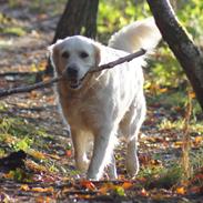 Golden retriever Lapija's Apollo "Flemming"