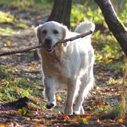Golden retriever Lapija's Apollo "Flemming"