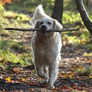Golden retriever Lapija's Apollo "Flemming"