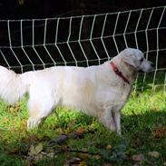 Golden retriever Lapija's Apollo "Flemming"