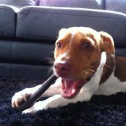 Dansk svensk gaardhund Simba