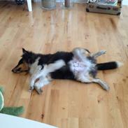 Shetland sheepdog Zig-Zag's Covette