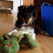 Shetland sheepdog Zig-Zag's Covette