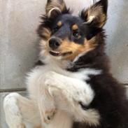 Shetland sheepdog Zig-Zag's Covette