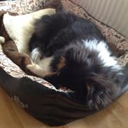 Shetland sheepdog Zig-Zag's Covette