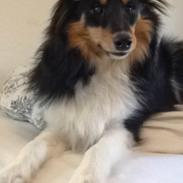 Shetland sheepdog Zig-Zag's Covette