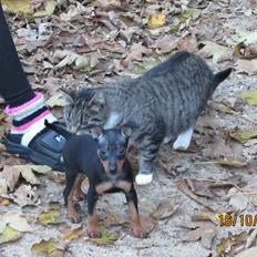 Dvaergpinscher Rødkildes Nyah