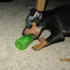 Dvaergpinscher Rødkildes Nyah