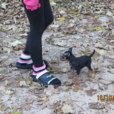 Dvaergpinscher Rødkildes Nyah