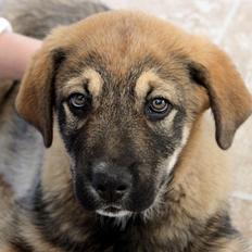 Blanding af racer Alfred [tidl. hund]