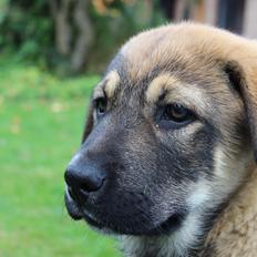 Blanding af racer Alfred [tidl. hund]