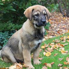 Blanding af racer Alfred [tidl. hund]