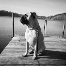 Bullmastiff Raya (Bullgrin's 'N Librrani No Mercy)