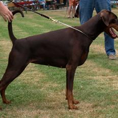 Dobermann Brown Chief Ayden