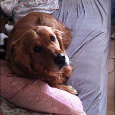 Golden retriever Speedy
