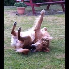 Golden retriever Speedy