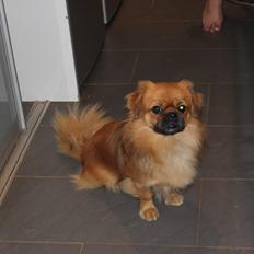 Tibetansk spaniel Simba