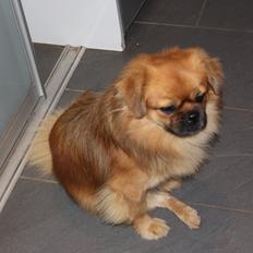 Tibetansk spaniel Simba