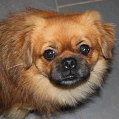 Tibetansk spaniel Simba