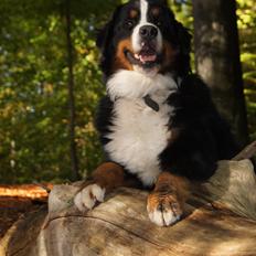 Berner sennenhund Rocky Queen Elsa *Cody*