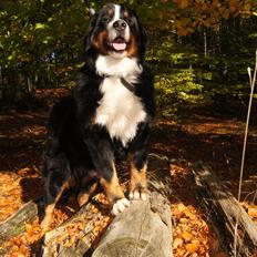 Berner sennenhund Rocky Queen Elsa *Cody*