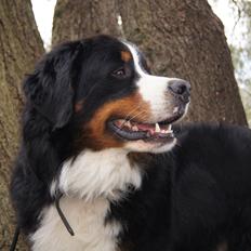 Berner sennenhund Rocky Queen Elsa *Cody*