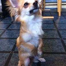 Chihuahua Gucci/Lutter