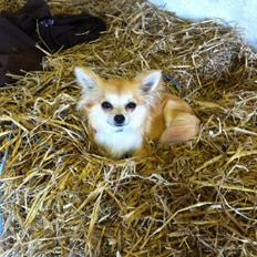 Chihuahua Gucci/Lutter