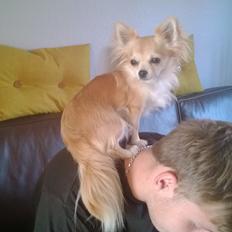 Chihuahua Gucci/Lutter