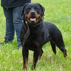 Rottweiler Yake Ozza