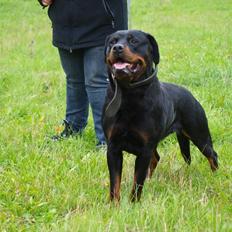 Rottweiler Yake Ozza