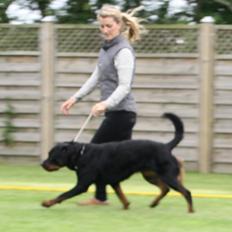 Rottweiler Yake Ozza