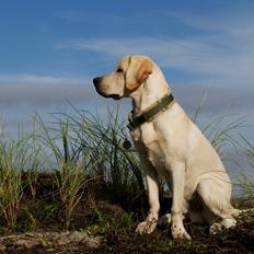 Labrador retriever Django*himmelhund*
