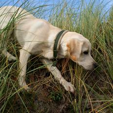 Labrador retriever Django*himmelhund*