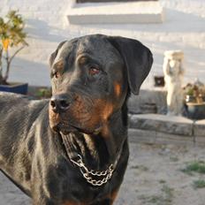 Rottweiler Bailey (Den bedste)