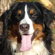 Berner sennenhund Carmen