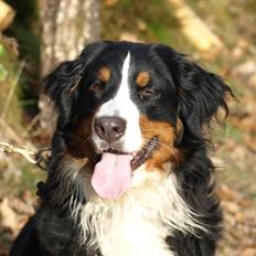 Berner sennenhund Carmen